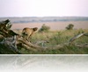 cheetah-on-a-log-wallpapers_12990_1440x900