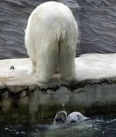 [polar_bear_pissing_on_another_201284.jpg]