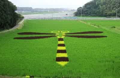 [riceart113.jpg]