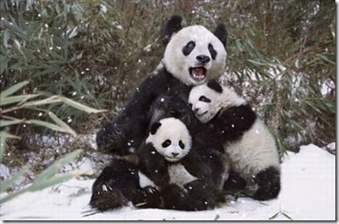 foto panda lucu