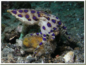 Poisonous Animals