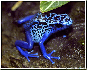 Poisonous Animals