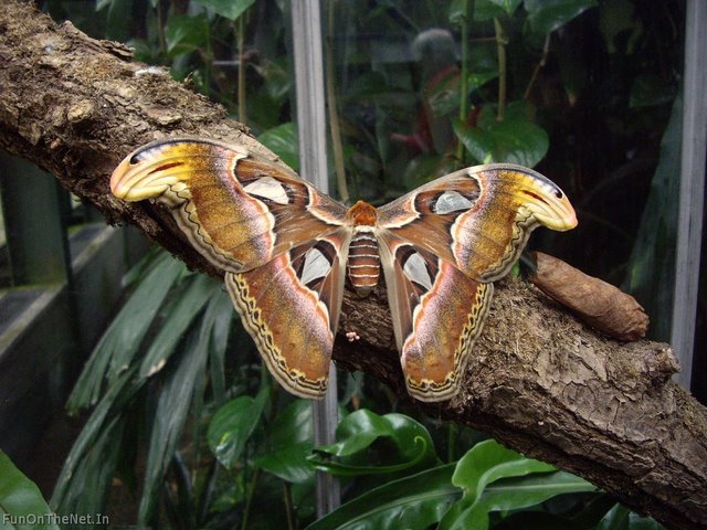 largest butterfly