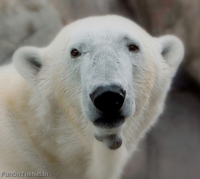 PolarBear