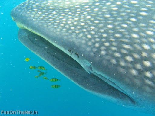 whale shark attack. WhaleShark