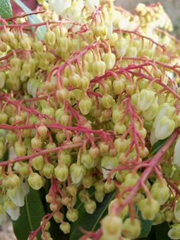 Pieries japonica buds