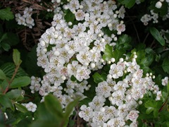 May blossom.(Crataegus monogyna)