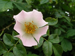 Delicate pink Wild Rose (Rosa canina)