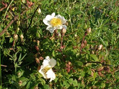 Wild Rose bush