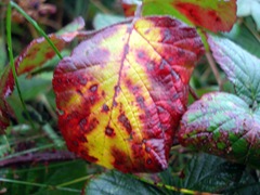 coloured bramble leaf
