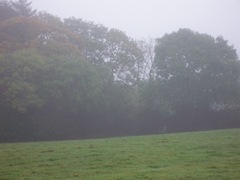 misty trees in the distance