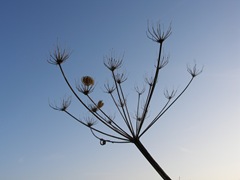 seed head against the blue sky.