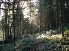 sunlit woodland