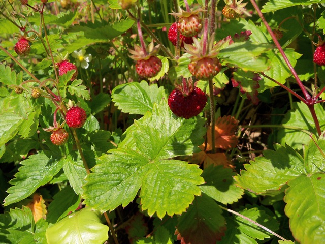 fragaria vesca, wild strawberries, strawberries