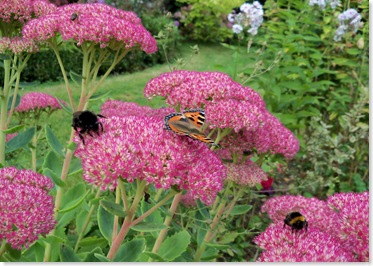sedum spectabile,iceplant,butterfly and bee attractor