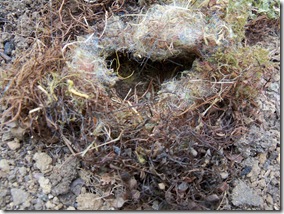 mouse nest 
