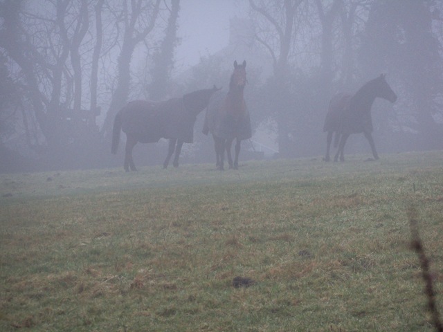 [horses_in_mist-1[2].jpg]