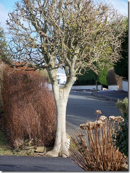 Ash tree, Fraxinus  excelsior