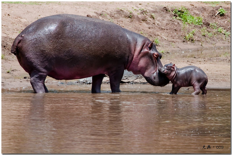Animales salvajes de África Animales salvajes de África