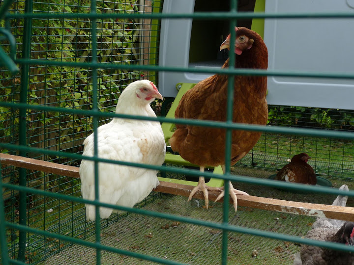 P1000732.JPG