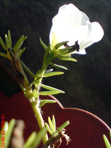 [PortulacagrandifloraHook41952.jpg]