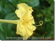 bunga pukul 4 kuning 2773