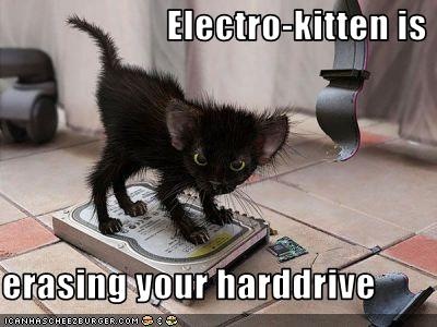 [funny-pictures-kitten-erases-your-hard-drive[7].jpg]