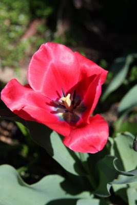 Tulip