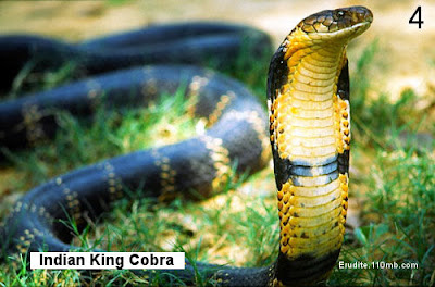 King Cobra Ophiophagus Hannah