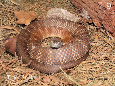 Tiger Snake Notechis Scutatus