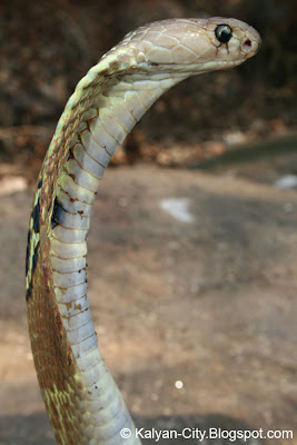 Indian Cobra Photo