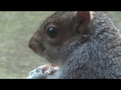 Squirrel2