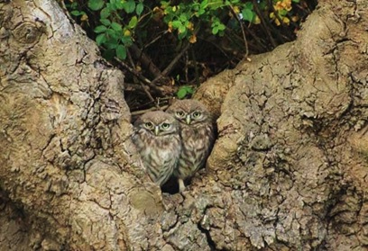 Little Owl Pair