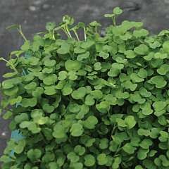 [ruccola[3].jpg]