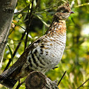 Grouse