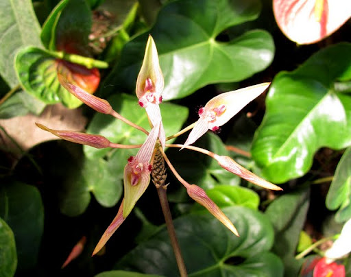 Puerto Vallarta Botanical Gardens orchids