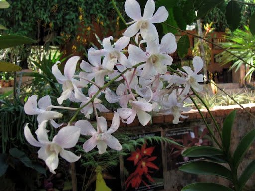 Puerto Vallarta Botanical Gardens orchids