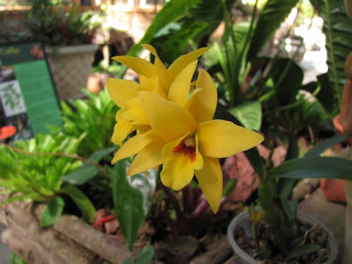 Puerto Vallarta Botanical Gardens orchids