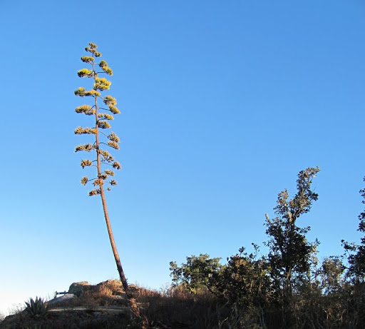 agave