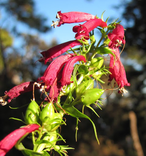 Blooms at La Bufa