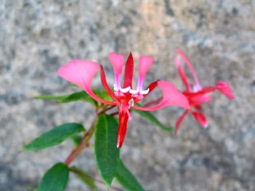 Blooms at La Bufa