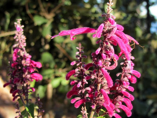 Blooms at La Bufa