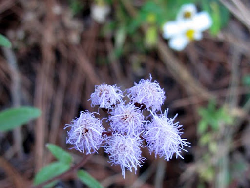 Blooms at La Bufa