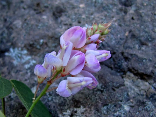 Blooms at La Bufa
