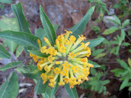 Blooms at La Bufa