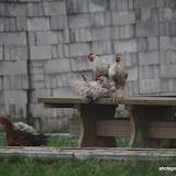 IMG_8672.JPG