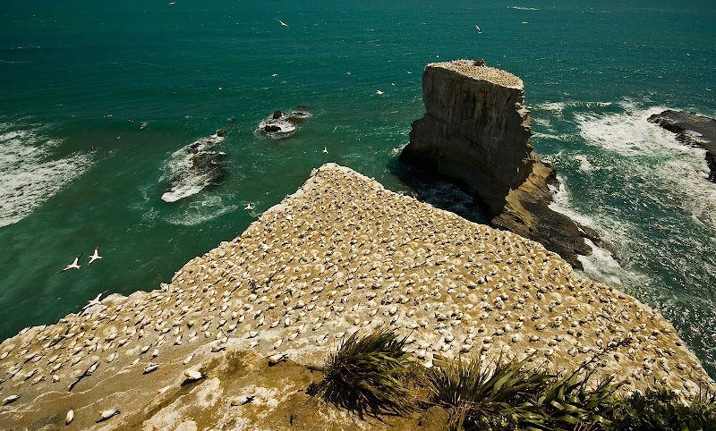 Muriwai Gannet Colony