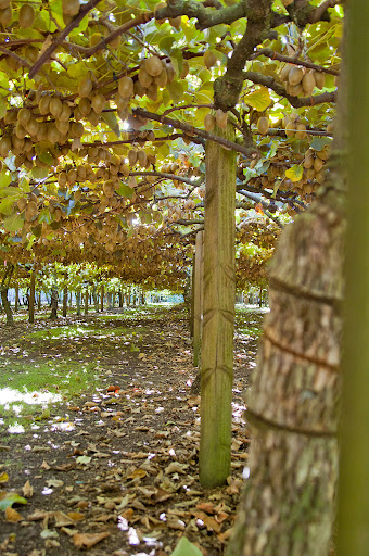 Kiwi Plants