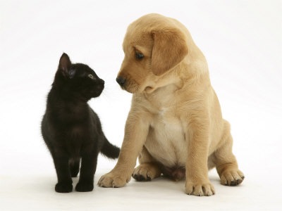 [1140677~Black-Domestic-Kitten-Felis-Catus-and-Labrador-Puppy-Canis-Familiaris-Looking-at-Each-Other-Posters[2].jpg]