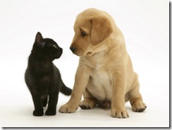 1140677~Black-Domestic-Kitten-Felis-Catus-and-Labrador-Puppy-Canis-Familiaris-Looking-at-Each-Other-Posters 1140677~Black-Domestic-Kitten-Felis-Catus-and-Labrador-Puppy-Canis-Familiaris-Looking-at-Each-Other-Posters